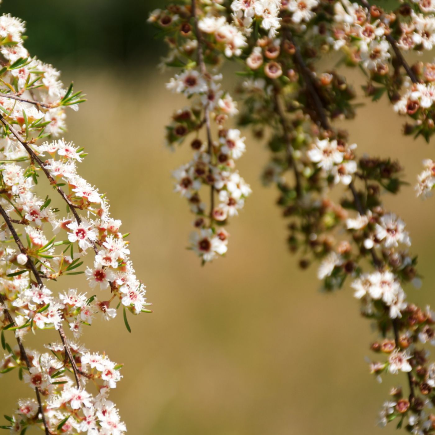 Why Australian Extracts are Revolutionizing the Skincare World